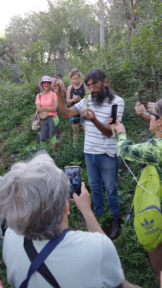 Reconocimiento de plantas silvestres comestibles